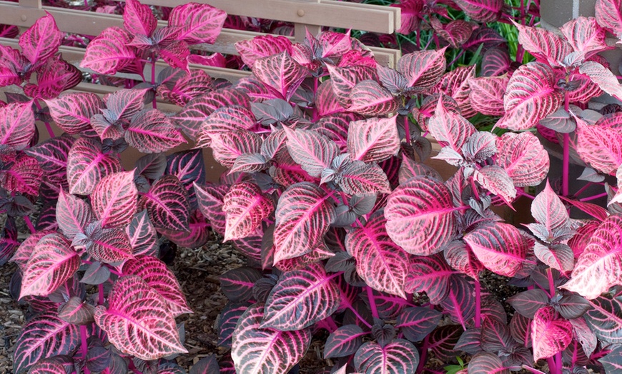 Image 2: One or Two Rootz Iresine Herbstii Red or Yellow Indoor Plants