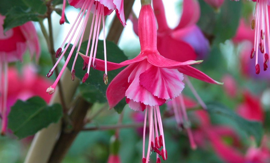 Image 5: Fabulous Hardy Fuchsia Collection - 1 or 5 plants