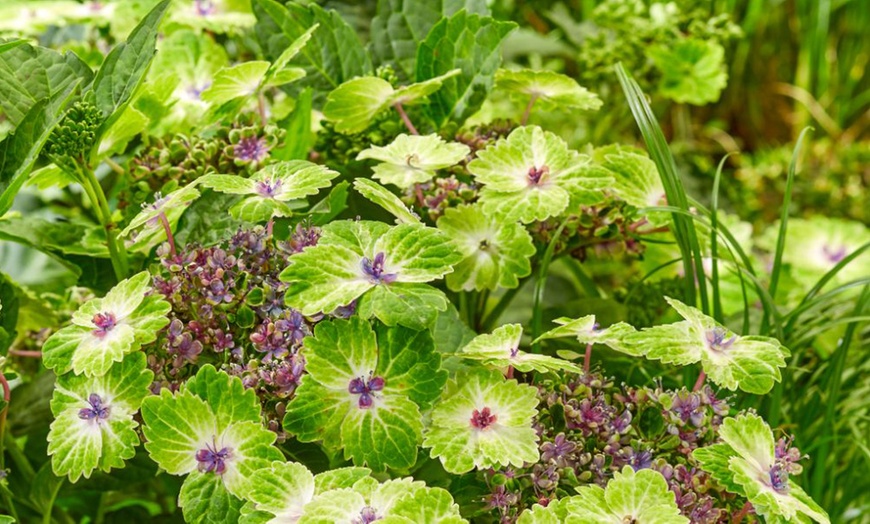 Image 2: Hydrangea Tellar Green Dream Plants