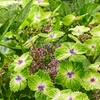 Image 2: Hydrangea Tellar Green Dream Plants