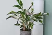 1x oder 2x  Korbmarante 'Fusion White' (Calathea) - Second Medium