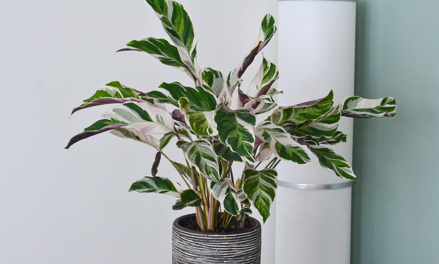 Image 6: Plante de Calathea Fusion White