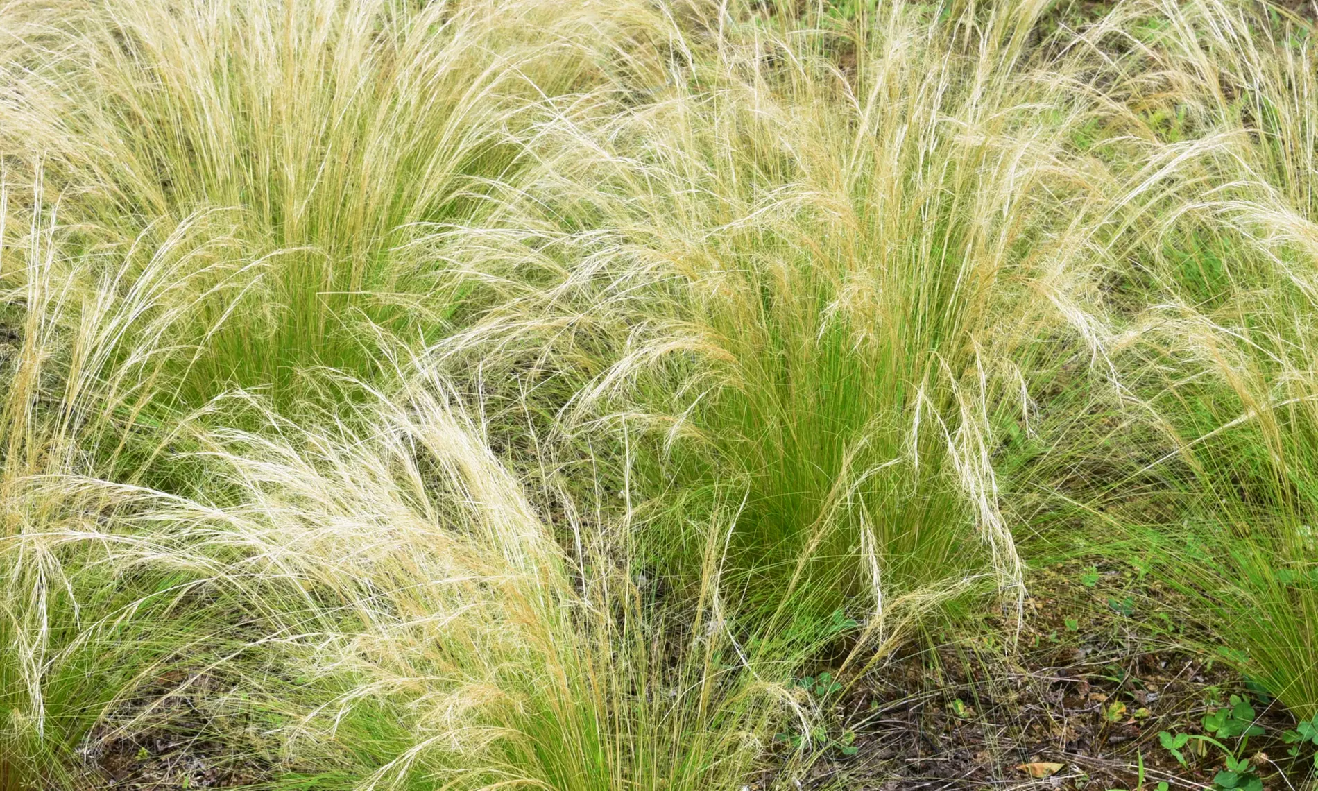 NatureNest 'Amber'-borderpakket