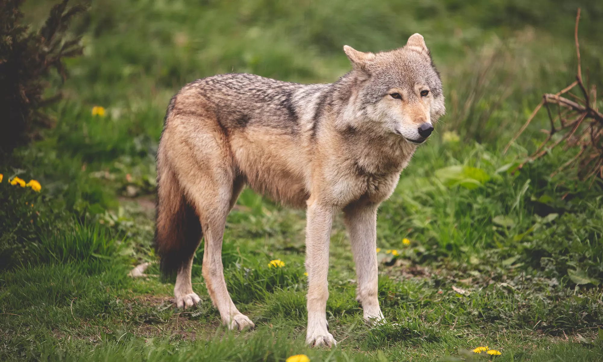 Enjoy Weekday, or Weekend Entry at Hoo Zoo and Dinosaur World