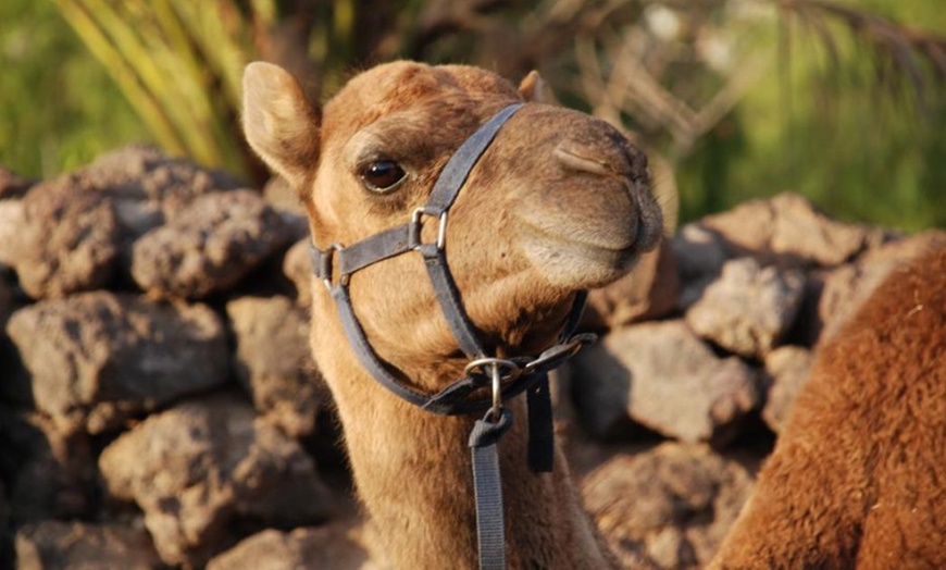 Image 2: Paseo a camello para 2 o 3 personas en Camel Park