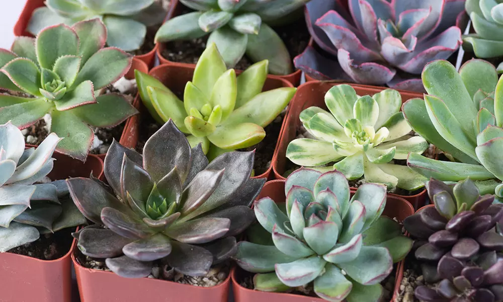 2" Succulent Plants (9- or 12-Pack) - Primary Image