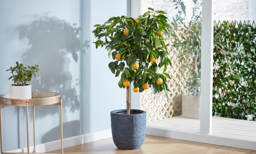 Image 10: Citrus Trees Collection Lemon, Lime or Orange -1, 2 or 3 Potted Plants