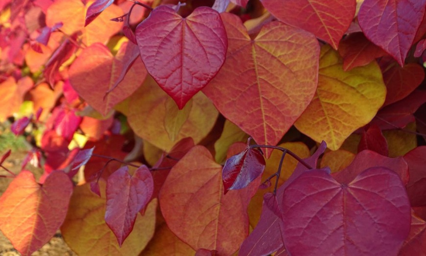 Image 8: Shrub Cercis Eternal Flame Tree Potted Plant