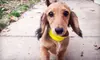 Doggy Daycare or Boarding or $15 for $30 Worth of Pet Supplies at Miss Kitty’s Bed & Bath. Four Options Available.