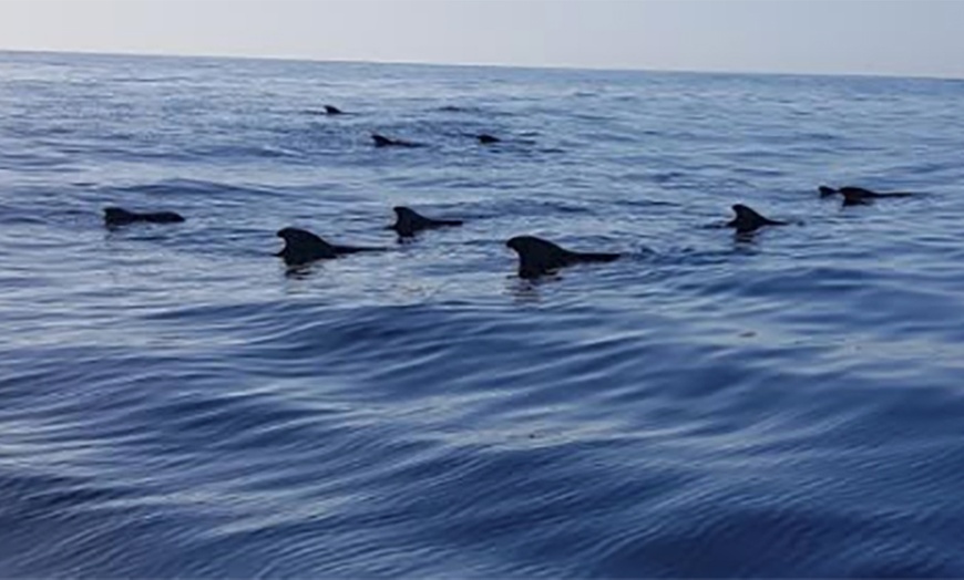 Image 4: Excursión en barco de 3 horas