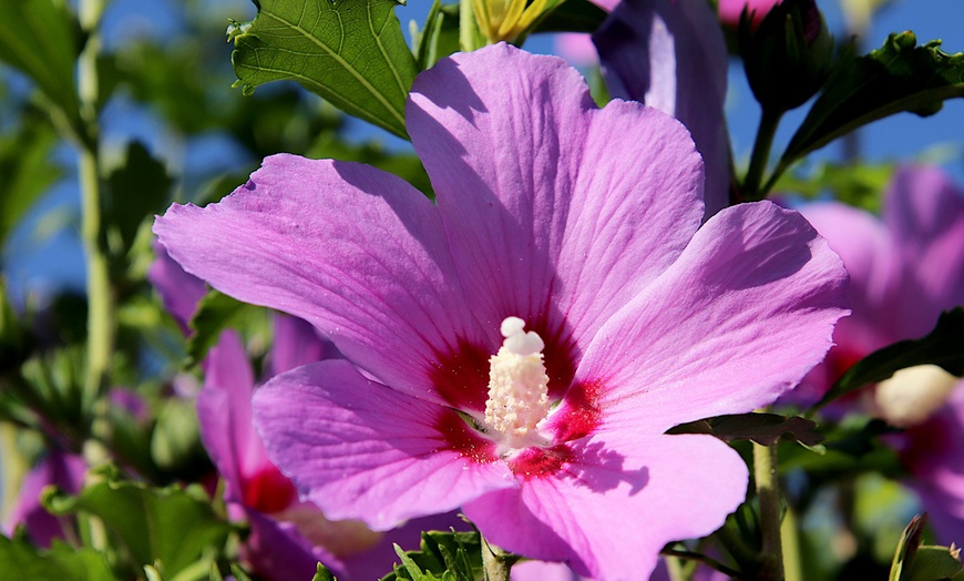 Image 11: Hibiscus rustiques