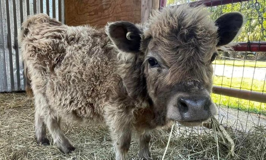 Image 5: Get Admission to Petting Zoo and Round of Mini Golf for 1, 2, 4, or 6 People (Up to  35% Off)