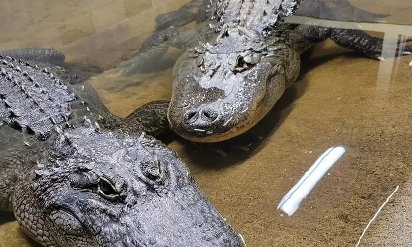 Animal Encounters at Wildlife Safari 