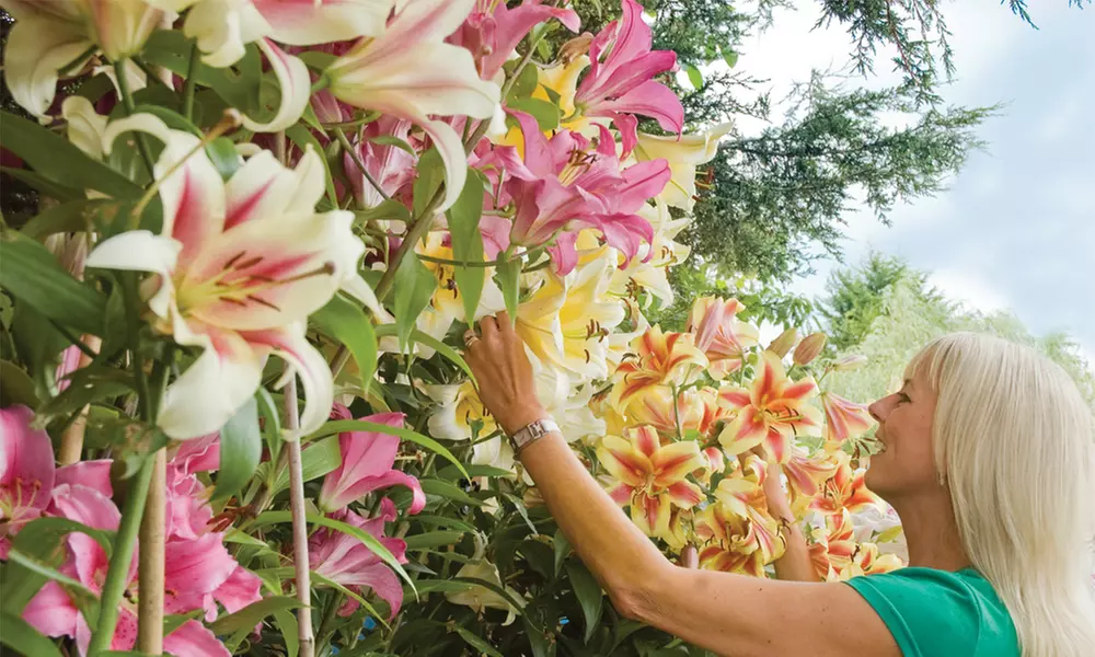 9, 18 or 27 Giant Tree Lily Bulbs - 3 Varieties - Primary Image