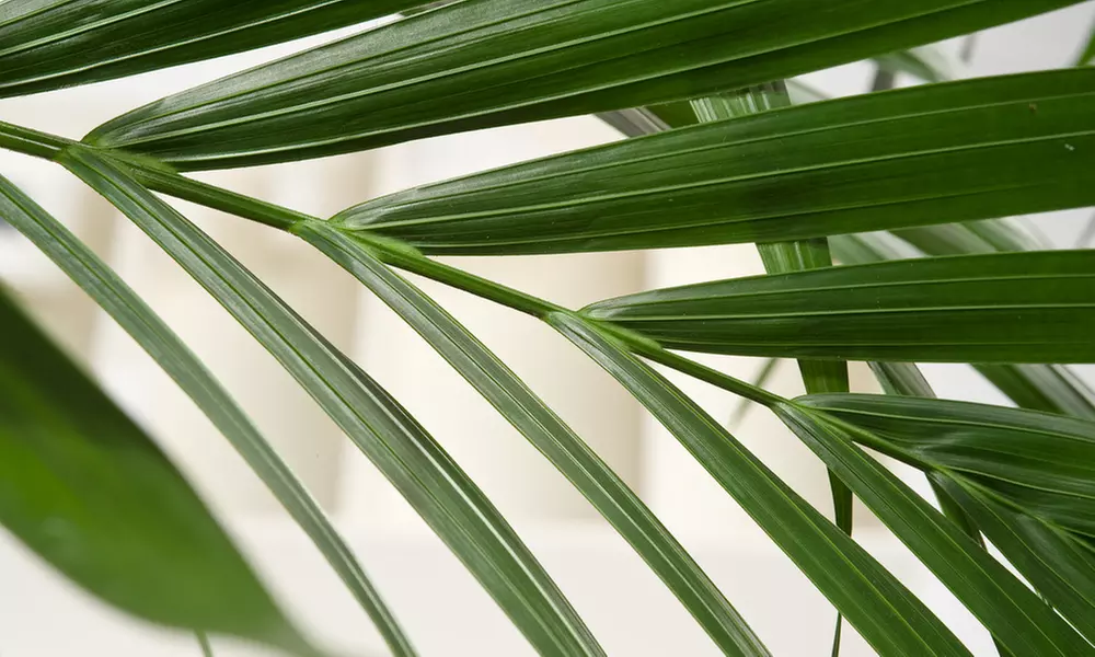 1 ou 2 palmiers Kentia d'intérieur