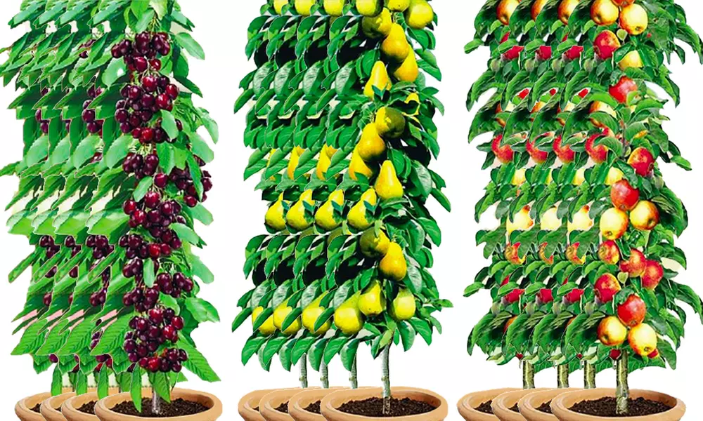 Lot de 3, 6 ou 12 arbustes fruitiers cerisiers, poiriers et pommiers 100 % bio - Image 3