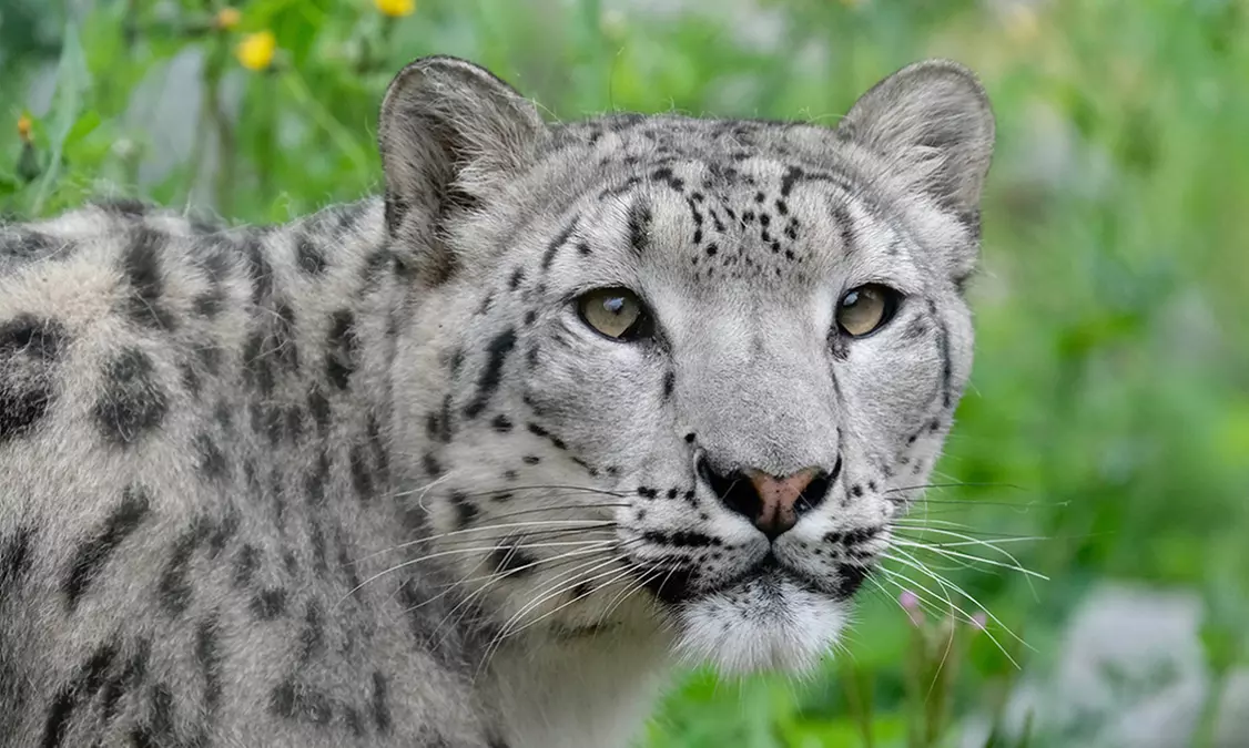 Discover Diverse Wildlife this Easter with Immersive Animal Experiences at Banham Zoo Norwich