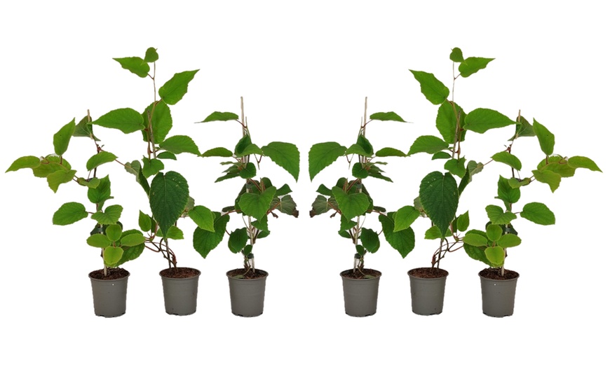 Image 5: Conjunto de Actinidia deliciosa 'Jenny'