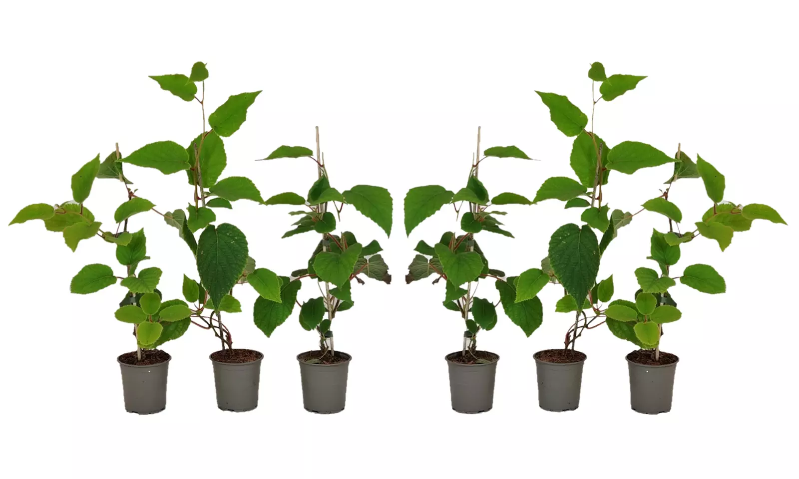 Conjunto de Actinidia deliciosa 'Jenny'