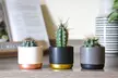Mini Cactus Collection- Three, Five or Ten Plants - Second Medium