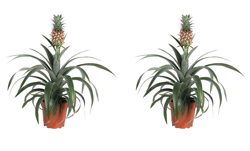 Image 3: Plante ananas "Mi Amigo"