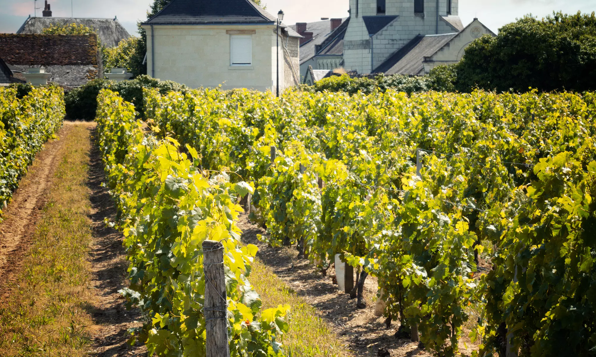 Jusqu'à 42% de remise sur Excursion / Visite - Vin / Vignoble chez Chai Pierre et Bertrand Couly