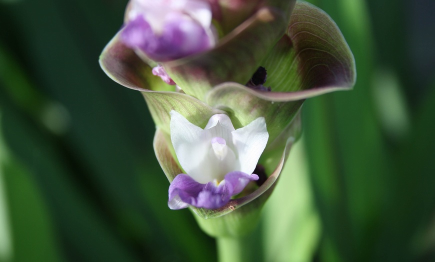 Image 3: 2 of 4 Curcuma Al Siam Splash planten