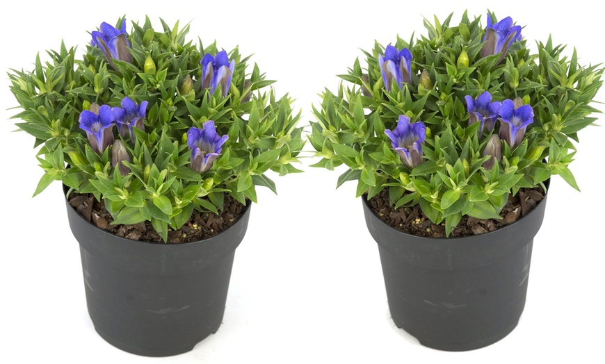 Image 3: Two Gentiana Blue Heart Plants