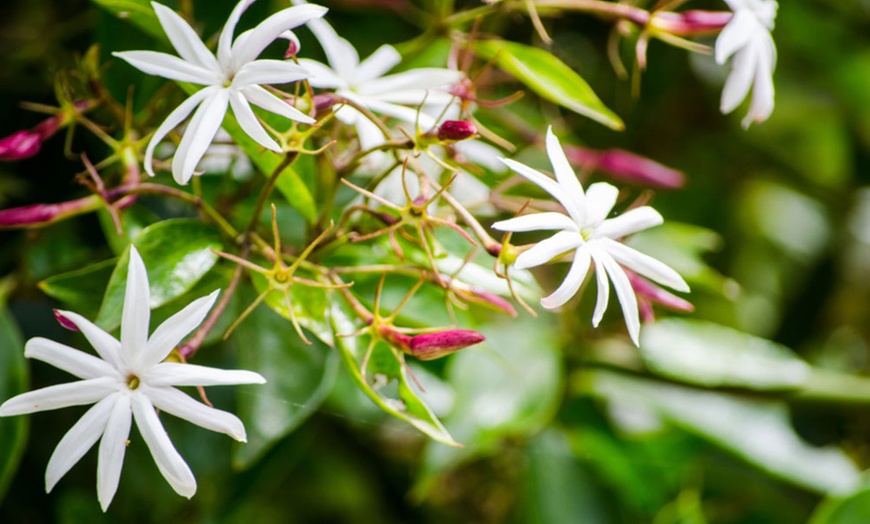 Image 2: One, Three or Five Angel Wings Jasmine Potted Plants