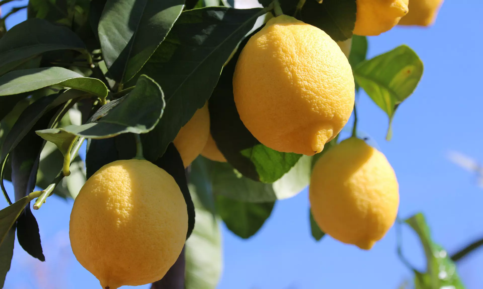 4 ou 8 plantes méditerranéennes
