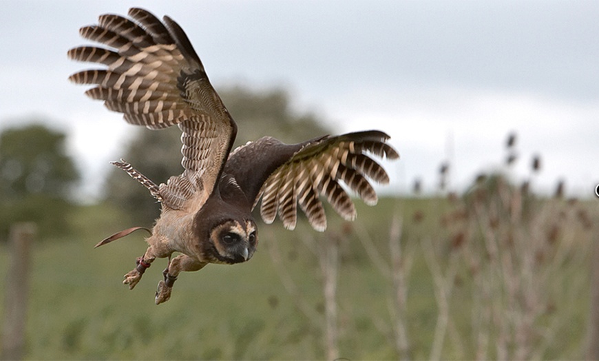 Image 6: Birds of Prey or Owl Encounter Experience at CJ's Birds of Prey