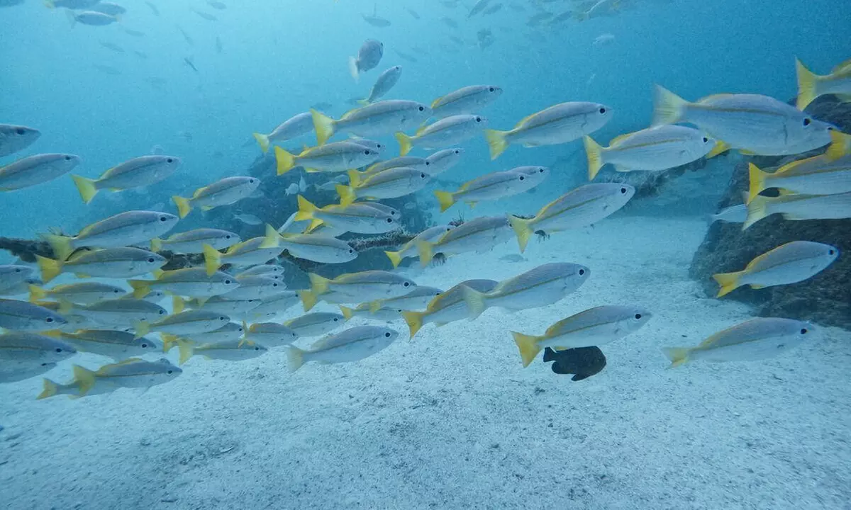 Dive into Adventure with Diving Course