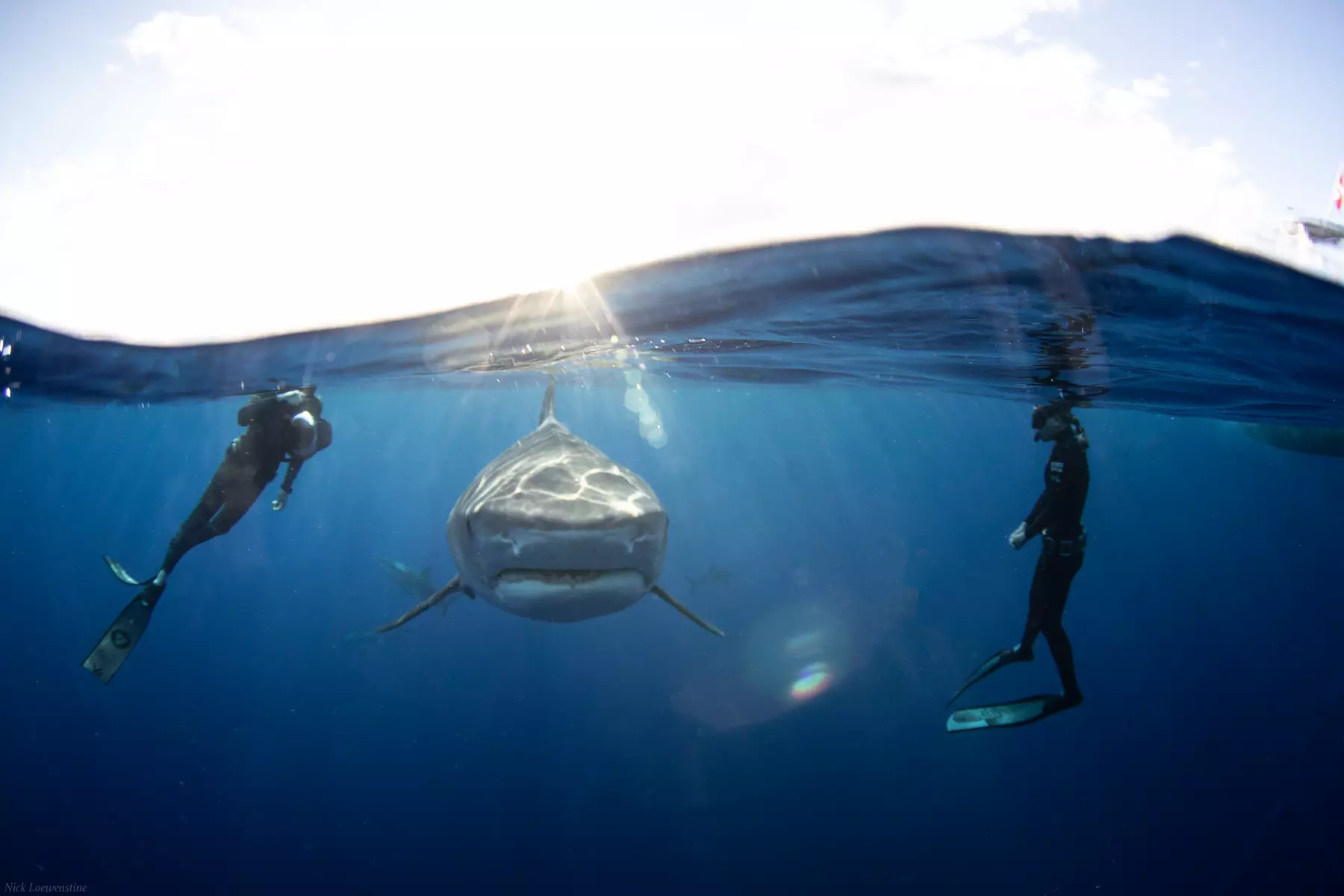Up to 20% Off on Shark Diving at Hawaii Adventure Diving