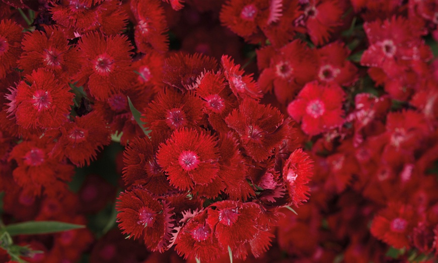 Image 6: One or Three Fragrant Dianthus 'Rocking Red' Potted Plants