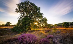 Lüneburger Heide: tweepersoonskamer met ontbijt