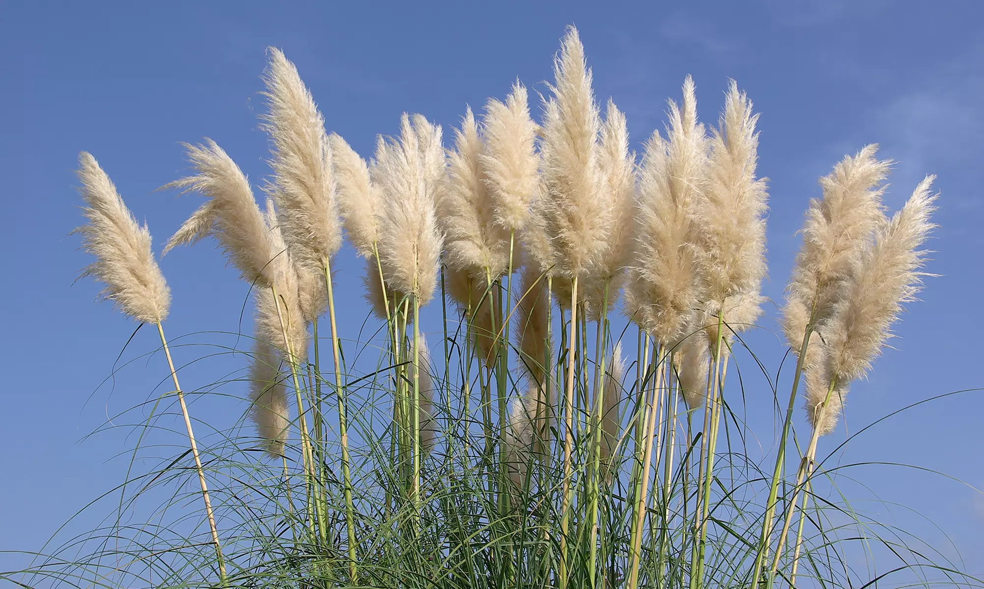 Set de 3 plantas de exterior Pampa