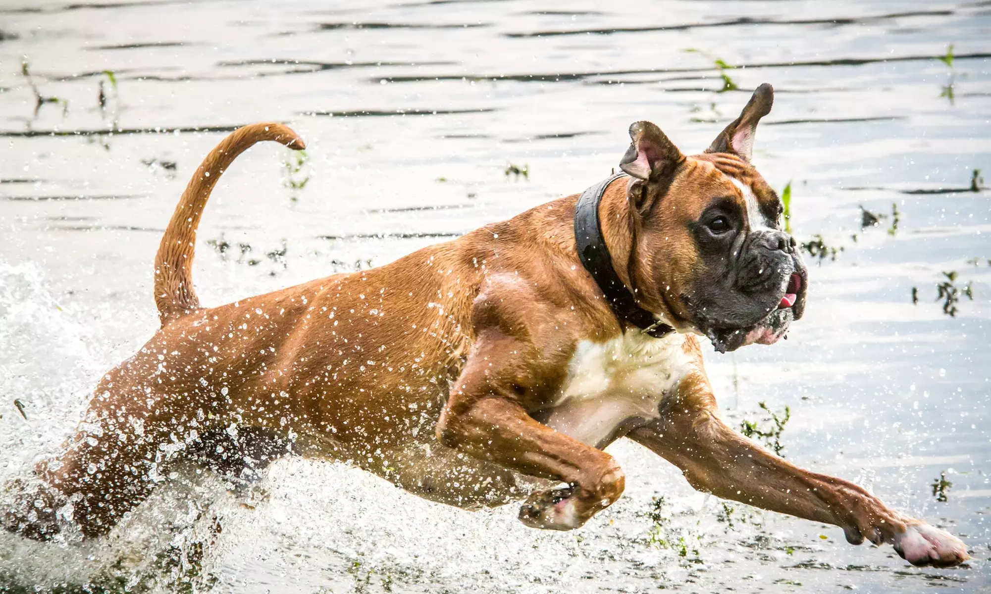 Haustier-Fotoshooting