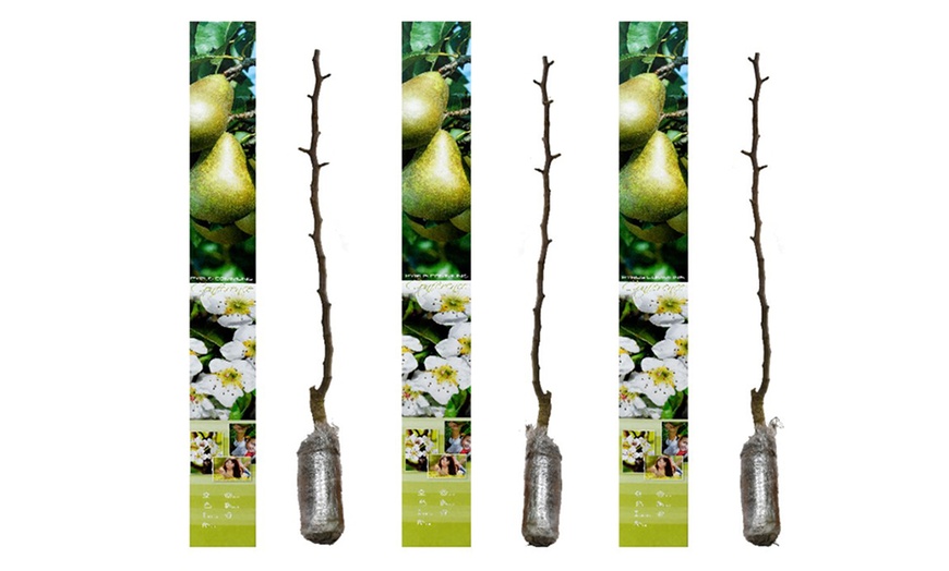 Image 10: Lot de 3 arbres fruitiers au choix