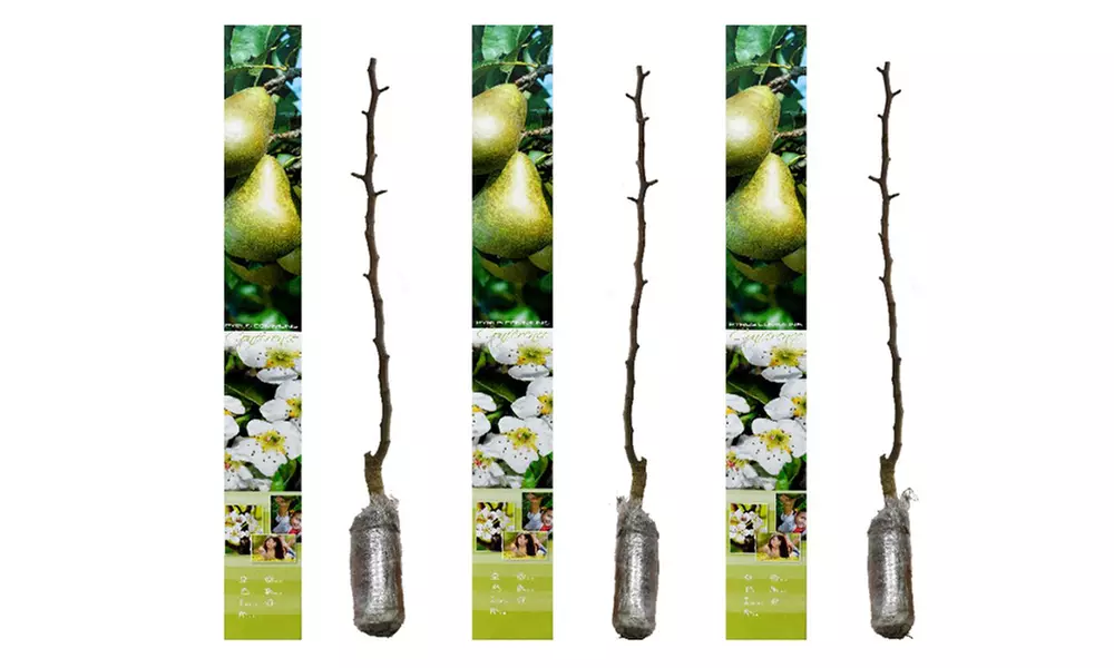 3, 5 o 10 alberi da frutto