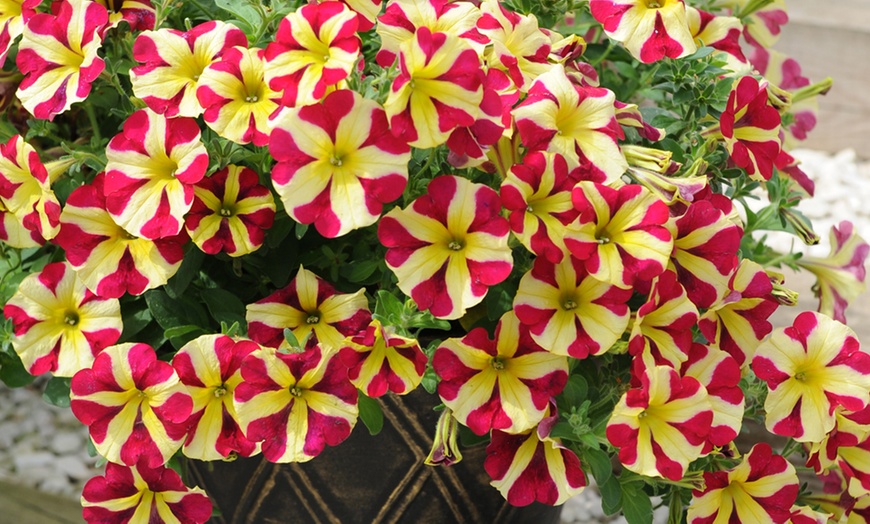 Image 1: 5 or 10 Petunia Amore 'Queen of Hearts' Plants