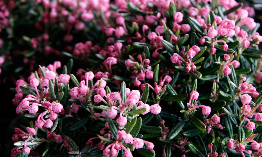 Image 2: Two Andromeda Polifolia Blue Ice