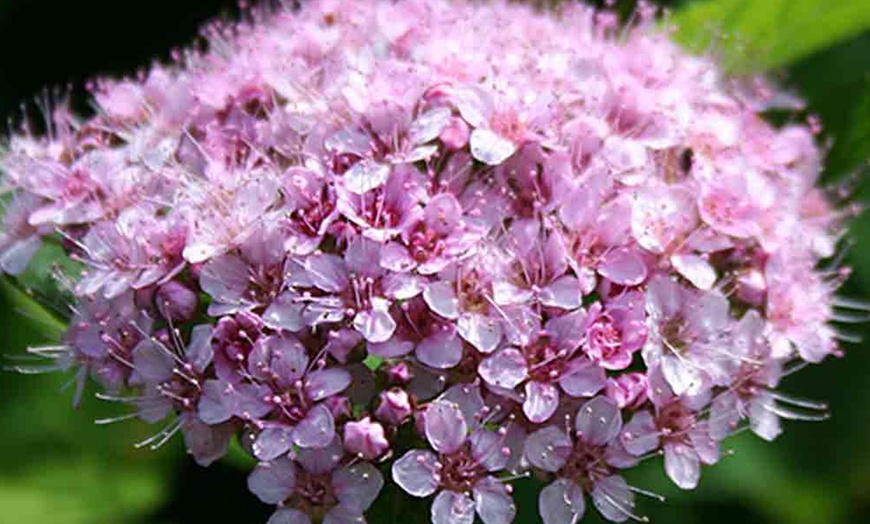 Image 2: Spiraea Collection