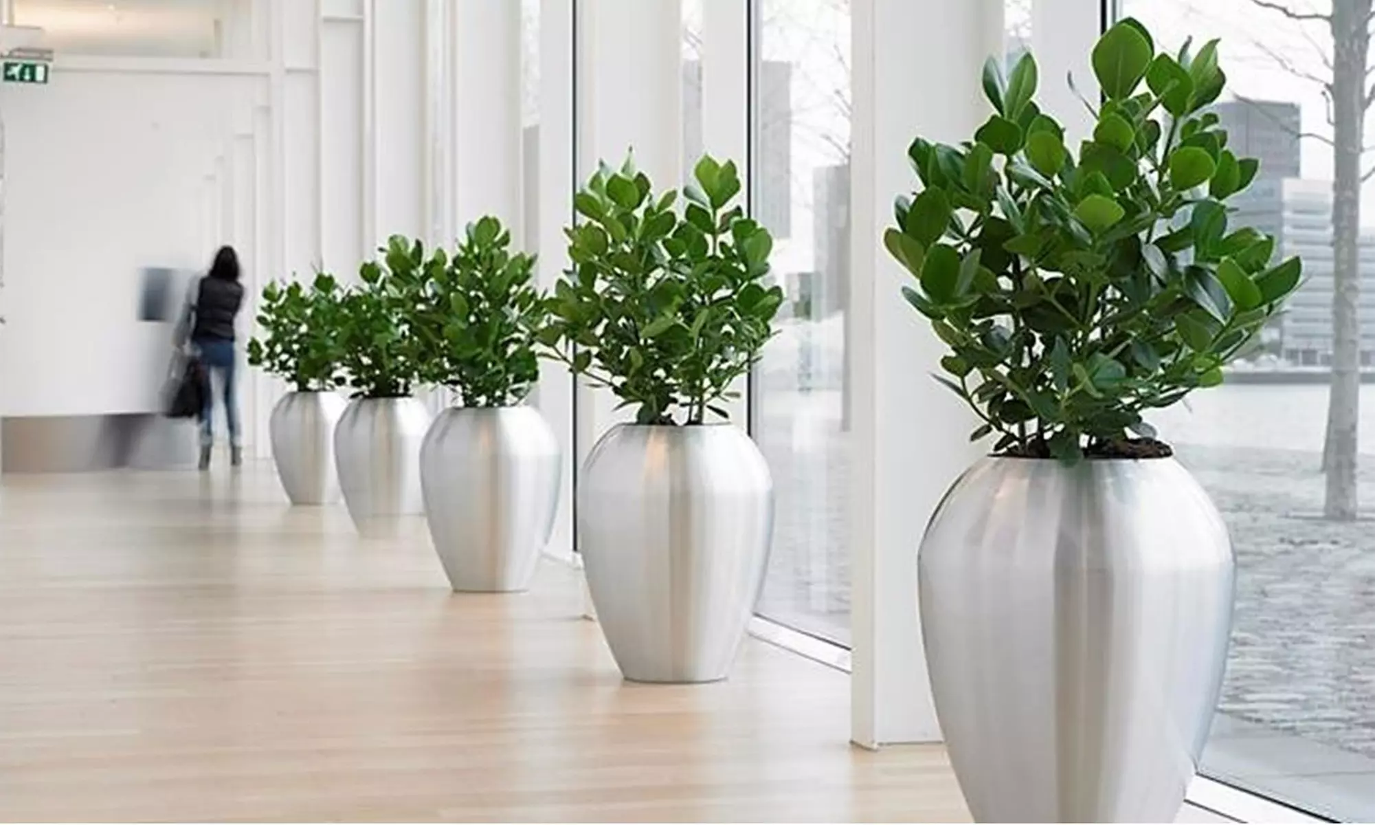 2x oder 4x Balsamapfel (Clusia Rosea) „Princess“ mit robusten Blättern - Primary Image