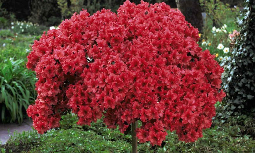 Image 2: One or Two Japanese Red Azalea Standard Trees