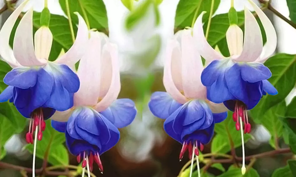 9x oder 12x winterharte Fuchsie „Blue Sarah“ für Garten oder Balkon - Primary Image