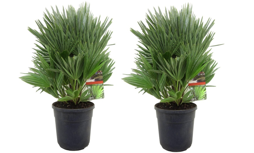 Image 5: Pair of Vulcano Palm Trees 3L