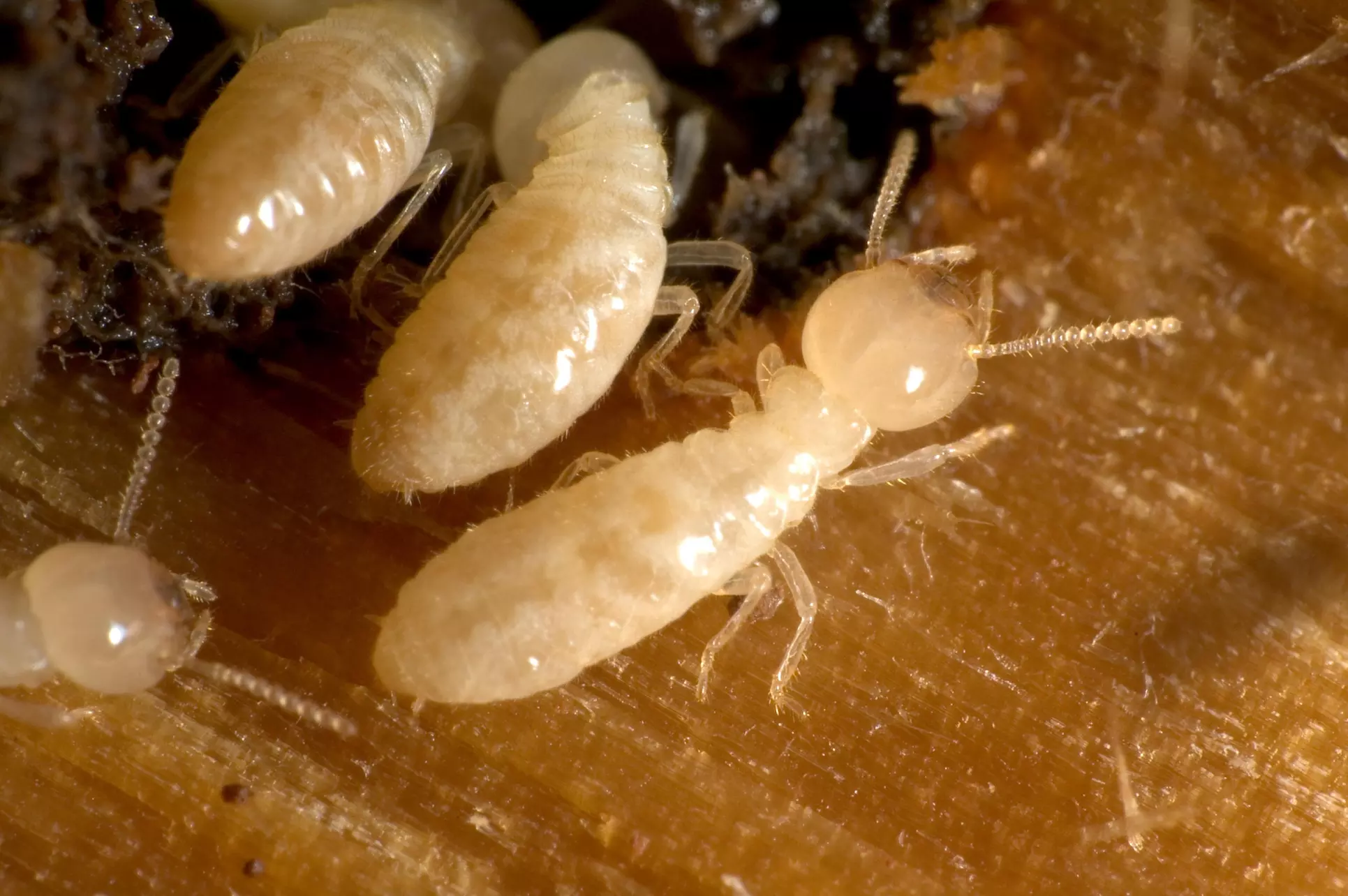 $99 for $180 voucher — PEST CONTROL NEW RANGE ENVIRONMENTAL  - Primary Image