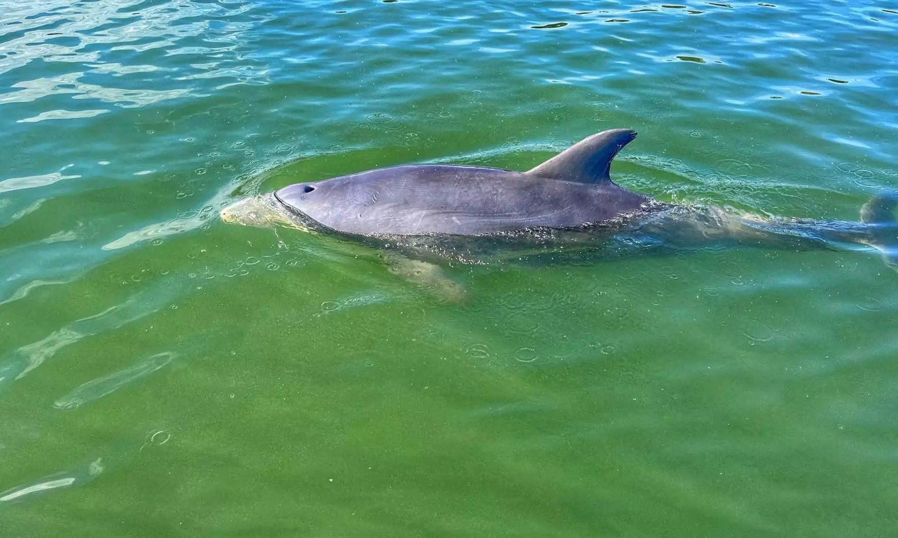 All-Ages Guided Dolphin, or Round Trip Ferry Tour w/ Local Guides & Coast Guard-Certified Boats in Hilton Head's Waters