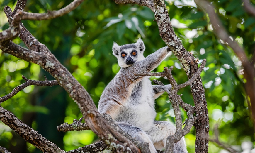 Image 9: ¡Descubre la magia de la naturaleza en Faunia! 