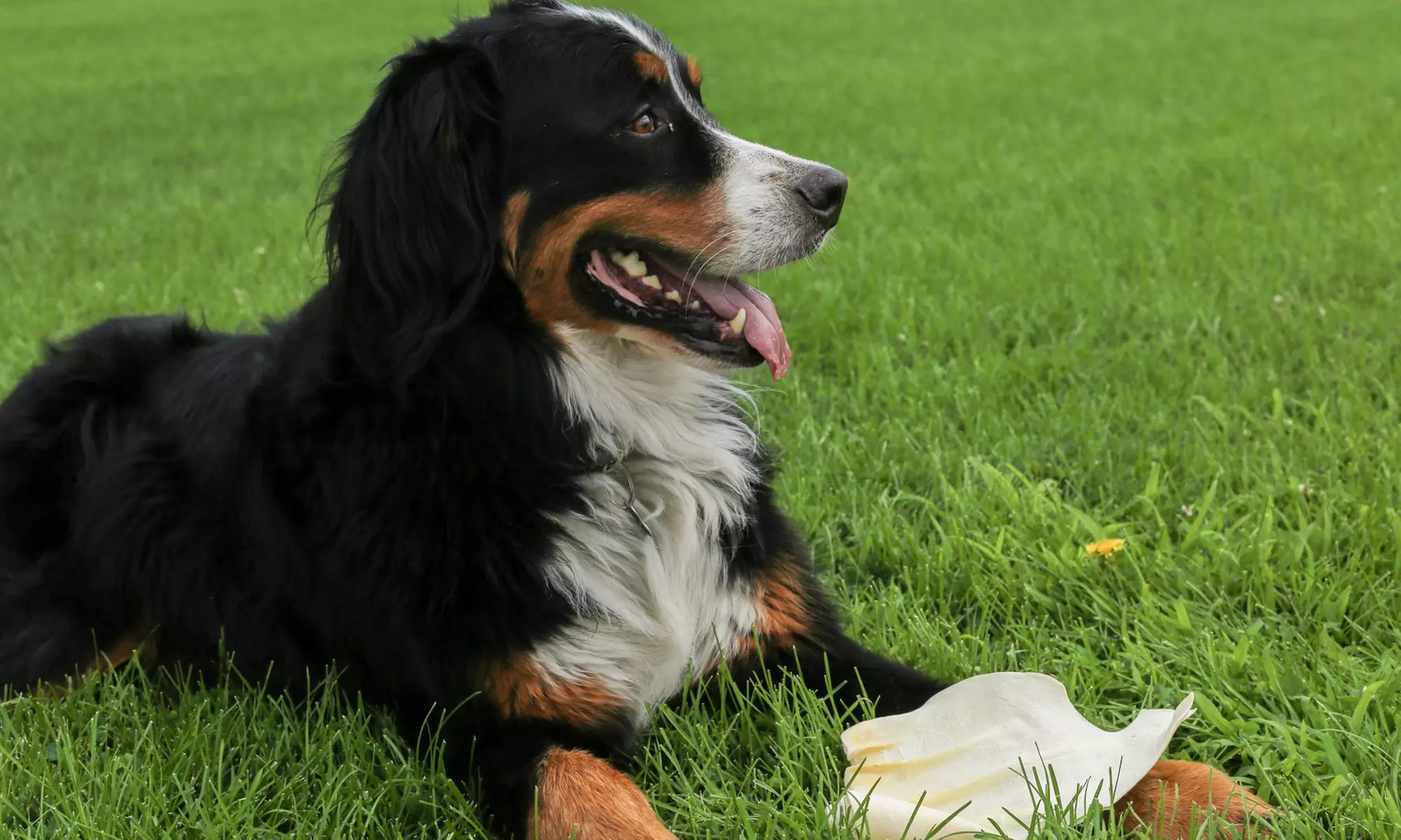 All Natural Cow Ear Dog Chews (12-Pack) - Primary Image